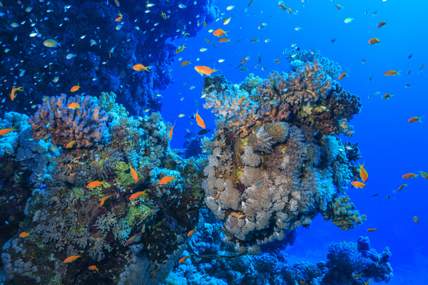Beautiful underwater coral reefs with fish Stock Photo 09