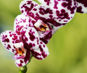 Beautiful white spotted purple orchid Stock Photo