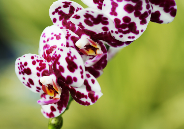 Beautiful white spotted purple orchid Stock Photo