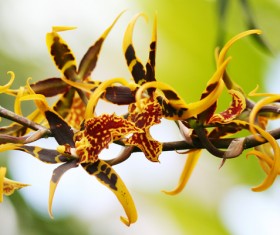 Beautiful yellow tiger orchid flower Stock Photo