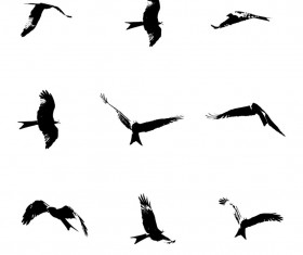 Black kite PS Brushes