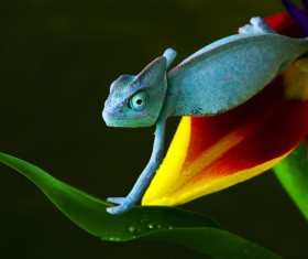 Blue chameleon Stock Photo
