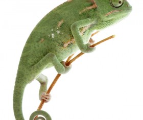 Chameleon on the branch Stock Photo