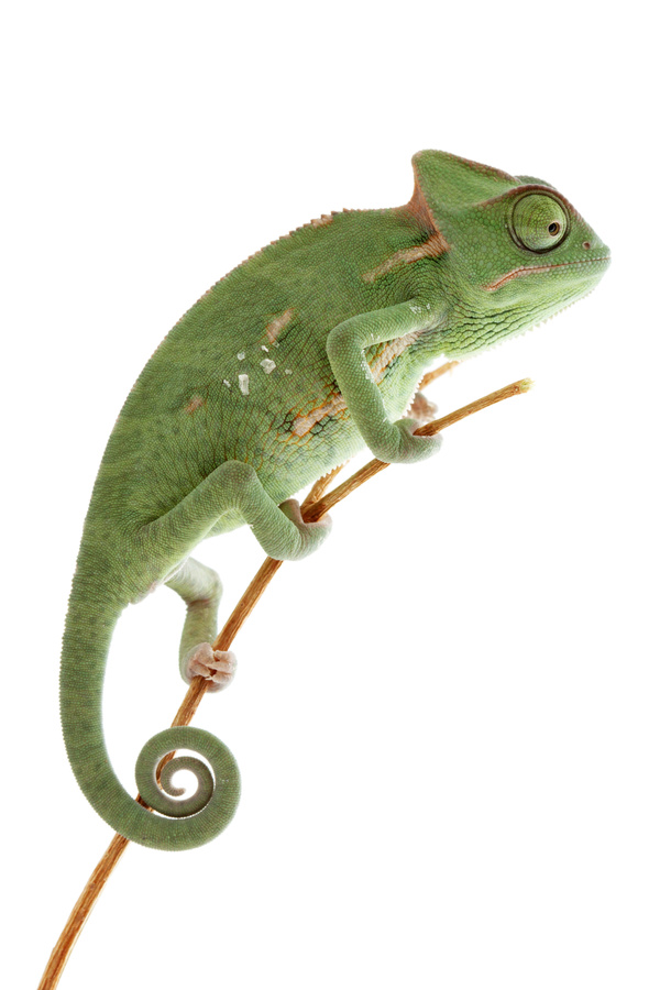 Chameleon on the branch Stock Photo