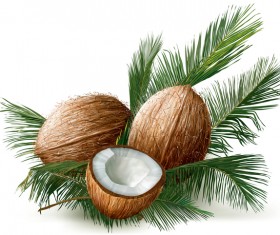 Coconuts with palm leaves vector
