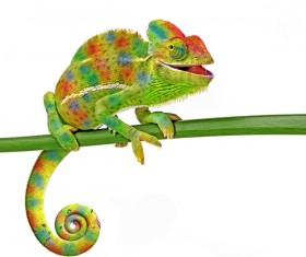 Colorful chameleon Stock Photo 01
