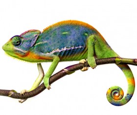 Colorful chameleon Stock Photo 02