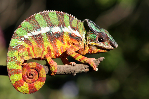 Colorful chameleon Stock Photo 03