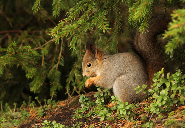 Cute little squirrel under the pine branch HD picture