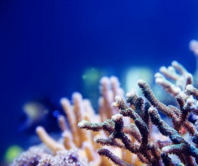 Deep blue ocean with beautiful coral reefs