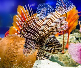 Deep blue sea Beautiful tropical fish Stock Photo