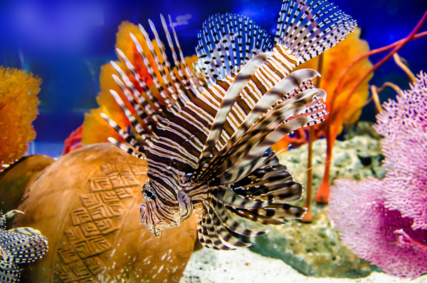 Deep blue sea Beautiful tropical fish Stock Photo