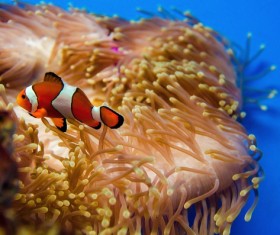 Deep blue sea swim in the fish Stock Photo