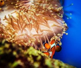 EP blues EA of I-sand coral Stock Photo