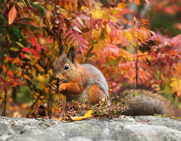 Eating food in squirrel with autumn background HD picture