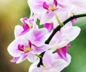 Elegant white orchid Stock Photo