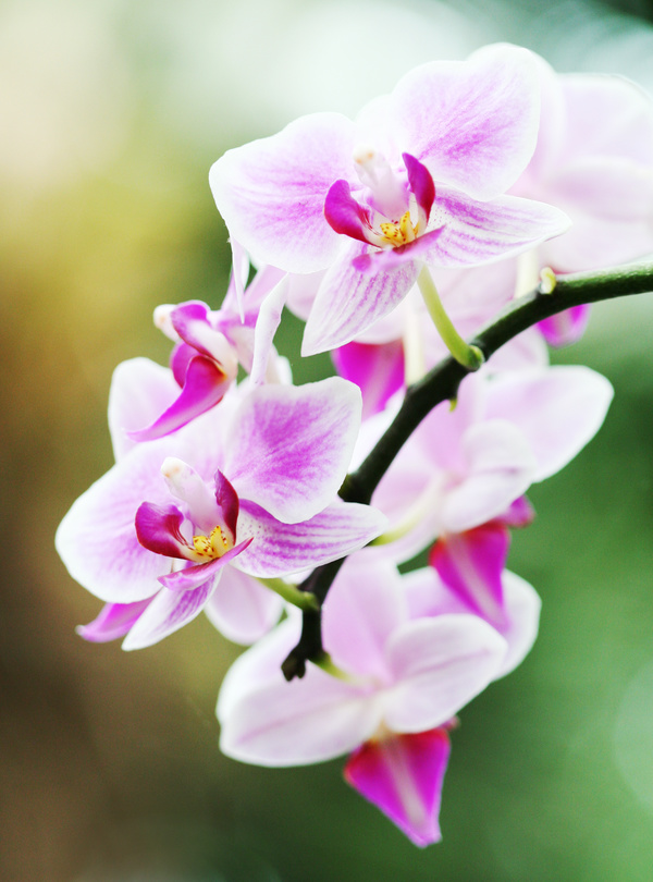 Elegant white orchid Stock Photo