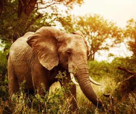 Elephant walking in the jungle Stock Photo