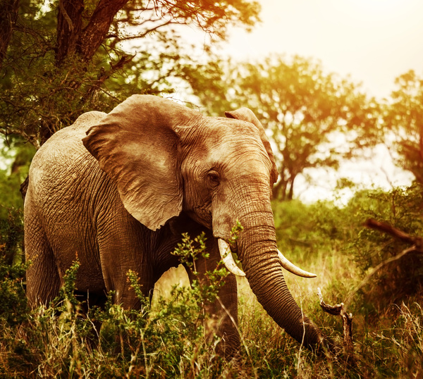 Elephant walking in the jungle Stock Photo
