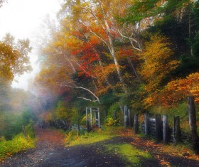 Fall fog on the mountain HD picture