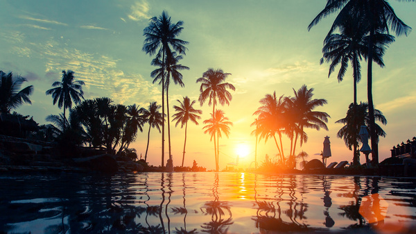 Fantastic sunset with palm trees Stock Photo 01