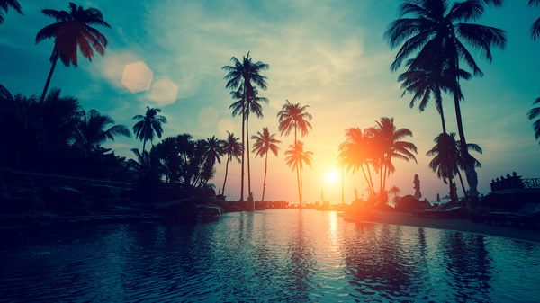 Fantastic sunset with palm trees Stock Photo 03