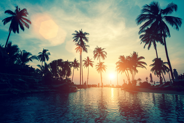 Fantastic sunset with palm trees Stock Photo 04