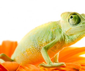 Flower in the chameleon Stock Photo 01