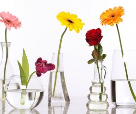 Flowers in glasses of pure water HD picture 01