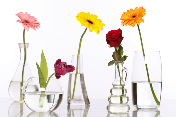 Flowers in glasses of pure water HD picture 01