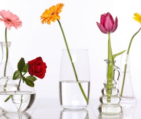 Flowers in glasses of pure water HD picture 02