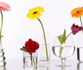 Flowers in glasses of pure water HD picture 03
