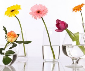 Flowers in glasses of pure water HD picture 04