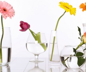 Flowers in glasses of pure water HD picture 05