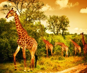 Giraffe looking for food in the jungle HD picture