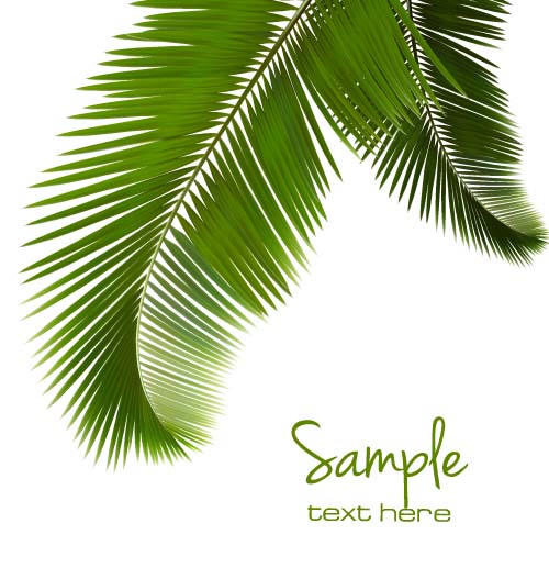 Green palm leaves backgrounds vector 01