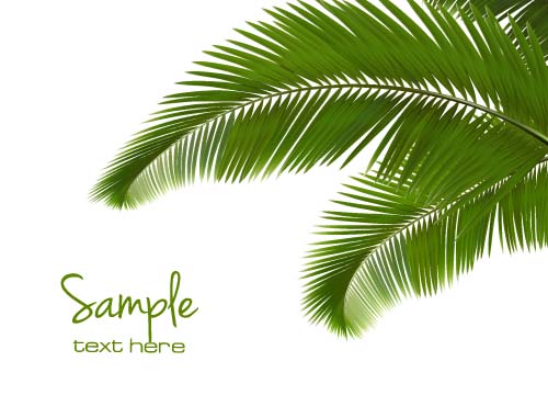 Green palm leaves backgrounds vector 02