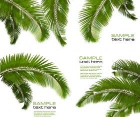 Green palm leaves backgrounds vector 03