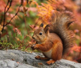 Hand holding food Squirrel with autumn background HD picture