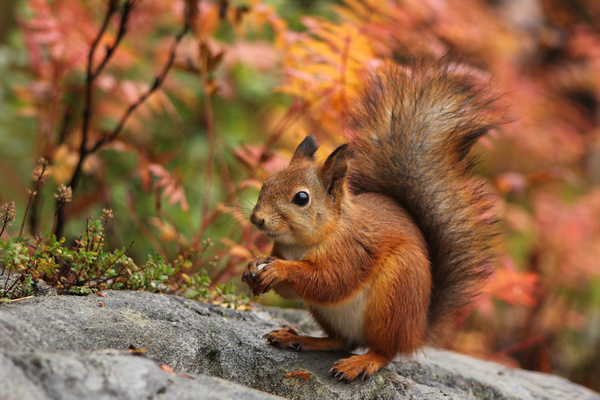 Hand holding food Squirrel with autumn background HD picture