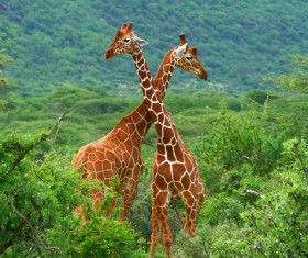 Head and neck intersecting giraffe HD picture