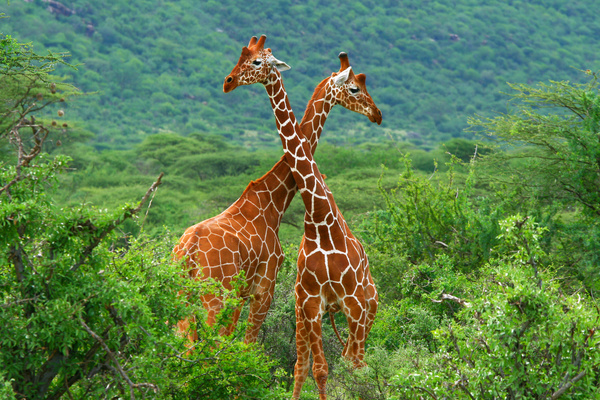 Head and neck intersecting giraffe HD picture