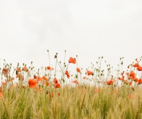 Red flowers