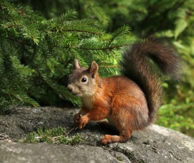 Highly alert squirrels HD picture