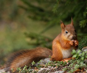 Holding the food Squirrel with a green blurred background