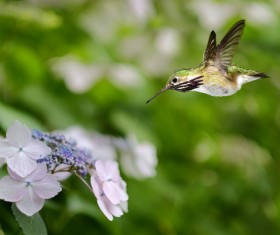 Hummingbird feeds nectar HD picture 01