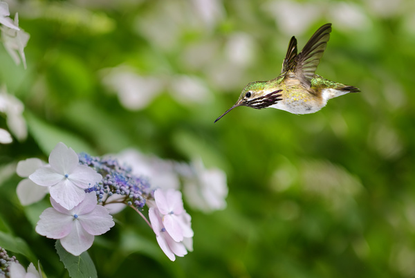 Hummingbird feeds nectar HD picture 01