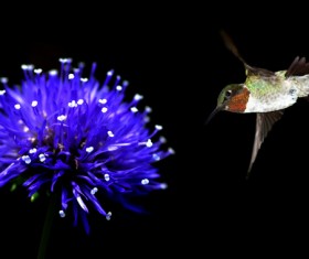 Hummingbird feeds nectar HD picture 02