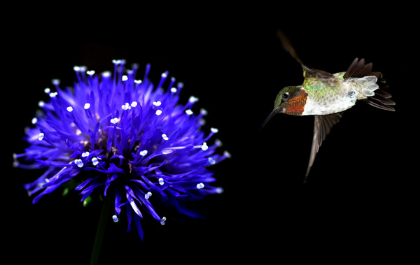 Hummingbird feeds nectar HD picture 02