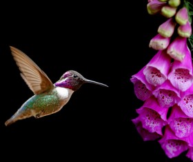 Hummingbird feeds nectar HD picture 03